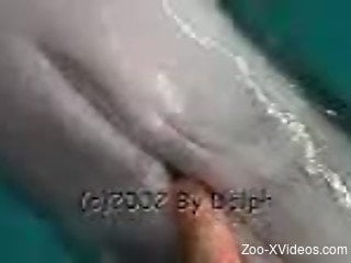 Dolphin Porn