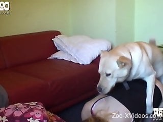 Stockings-clad babe getting plowed by a big-dicked dog