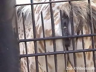 Mare rubbing its greedy cunt against the steel cage