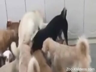 Wild zoophilia orgy featuring the horny chick